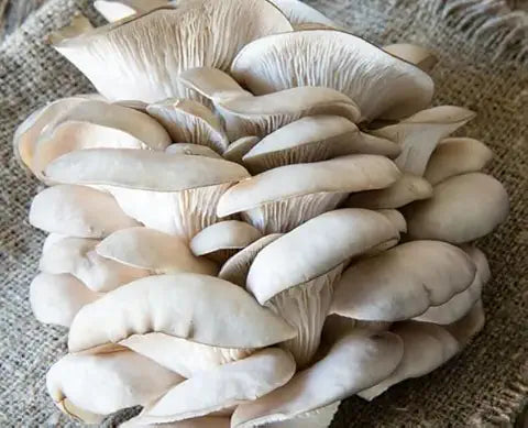 Rare Edible Mushroom - for planting in home garden